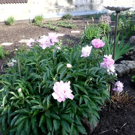 Am Erxleben-hotel Appartement *